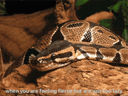 Python Feeling Fierce But Lazy GIF
