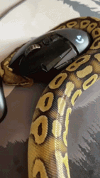 Python Tasting Computer Mouse Meal GIF