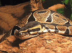 Python Yawning Mouth Wide Open GIF