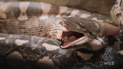 Python Yawning Tongue In And Out GIF