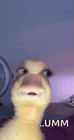 Qua Duck GIF