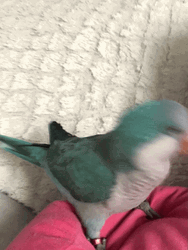 Quaker Parrot With A Girl GIF