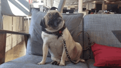Question Head Tilt Pug GIF