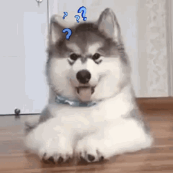 Question Huh Confused Husky GIF