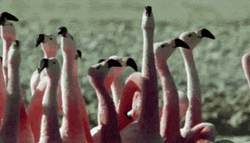 Questioning Flamingo GIF