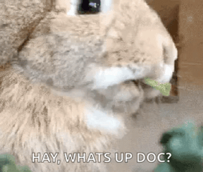 Rabbit Chewing Hey Whats Up Doc GIF