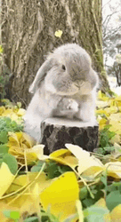 Rabbit Drum Roll Please GIF