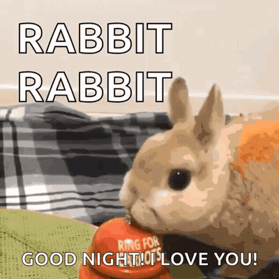 Rabbit Eating Carrot Good Night I Love You GIF