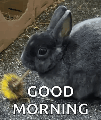 Rabbit Eating Dandelion With Good Morning Above GIF