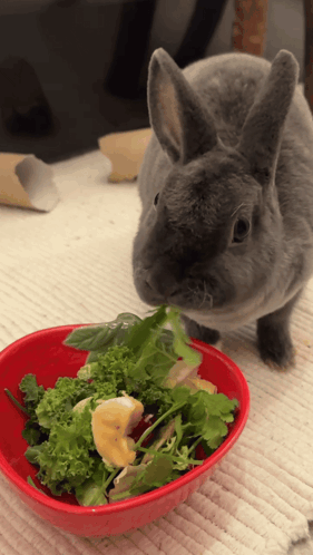 Rabbit Eating From Red Bowl Of Vegetables GIF