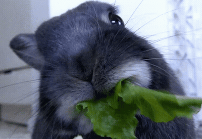 Rabbit Eating Leaf GIF
