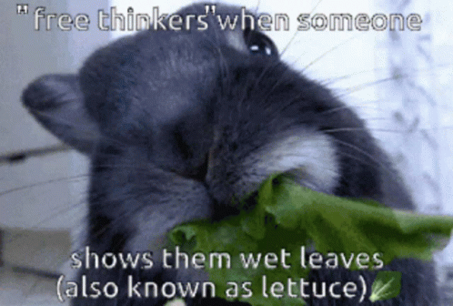 Rabbit Eating Lettuce Free Thinkers GIF