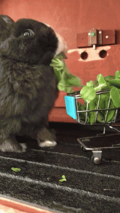 Rabbit Eating Lettuce From Basket GIF