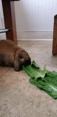 Rabbit Eating Lettuce Leaf GIF