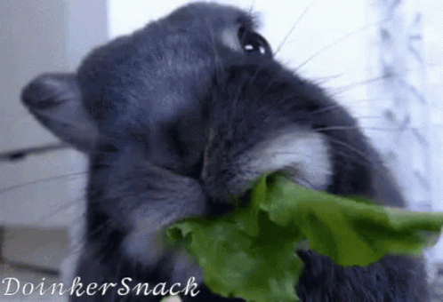 Rabbit Eating Lettuce With Doinkersnack GIF