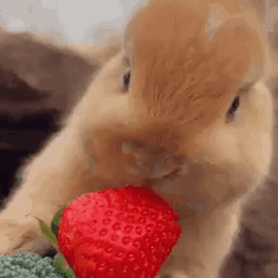 Rabbit Eating Strawberry GIF