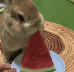 Rabbit Eating Watermelon GIF