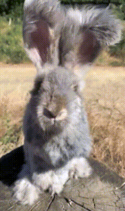 Rabbit Face Close Up Blurred Background GIF