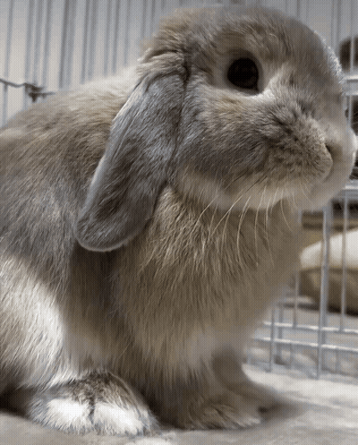 Rabbit Face Close Up With Cage In Background GIF