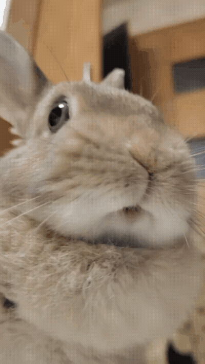 Rabbit Face Looking Up GIF