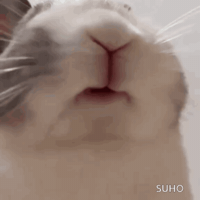 Rabbit Face With Open Mouth GIF