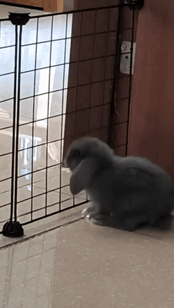 Rabbit Got Squish GIF
