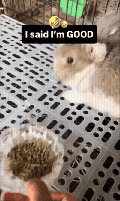 Rabbit In Cage Saying I Said I'm Good GIF