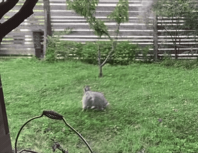 Rabbit Laying In Grass In Front Of Fence GIF