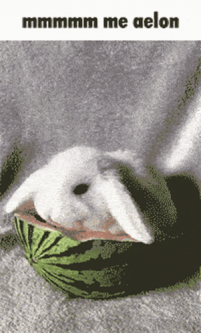 Rabbit Laying In Watermelon Saying Mmmm Me Aelon GIF