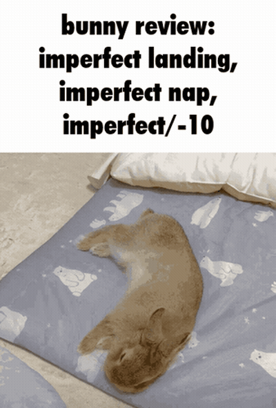 Rabbit Laying On Blanket Bunny Review GIF