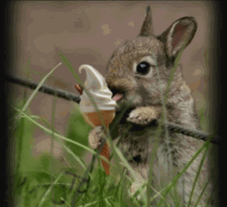 Rabbit Licks Ice Cream GIF