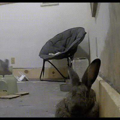 Rabbit Looking At Chair GIF