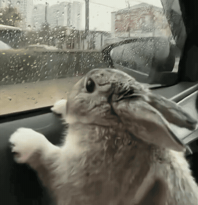 Rabbit Looking Out Car Window GIF