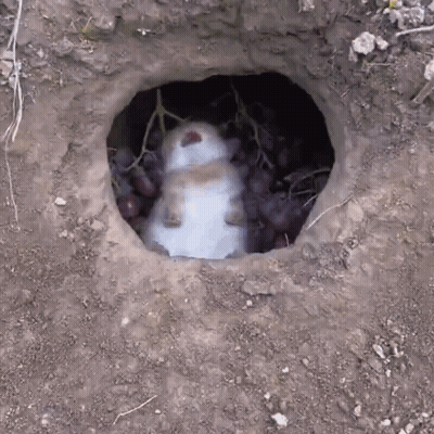Rabbit Lying In Hole With Grapes GIF