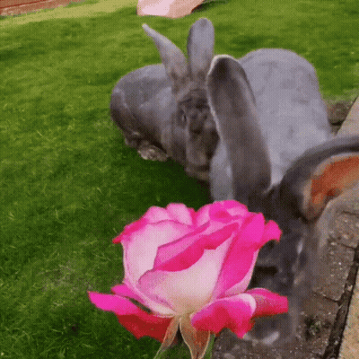 Rabbit Lying On Grass Next To Pink Flower GIF