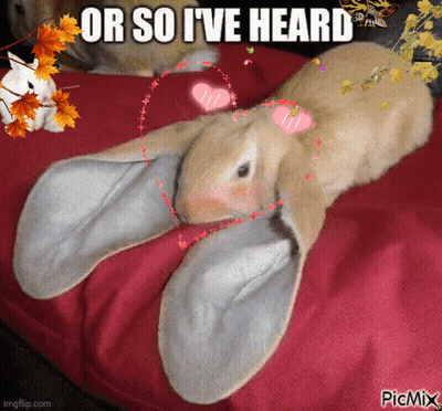 Rabbit Or So I've Heard GIF