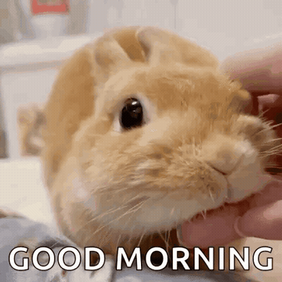 Rabbit Petting Good Morning GIF