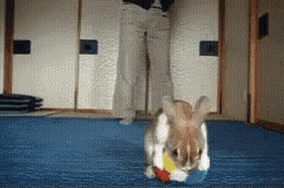 Rabbit Playing With Toy On Blue Mat With Person GIF