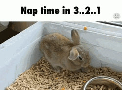 Rabbit Rushing To Nap Time GIF