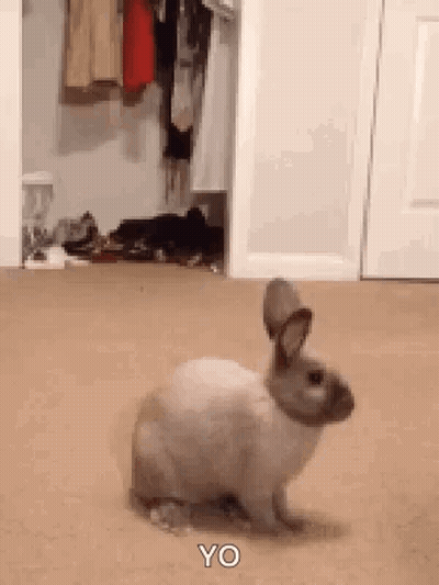 Rabbit Saying Yo GIF