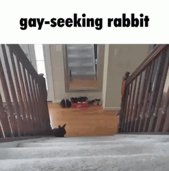 Rabbit Seeking Gay Meme GIF