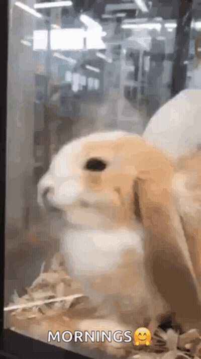 Rabbit Sitting In Glass Cage Mornings GIF