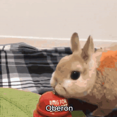 Rabbit Sitting Next To Ring Bell GIF