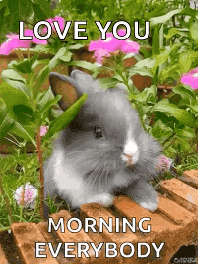 Rabbit Sitting On Brick In Garden GIF