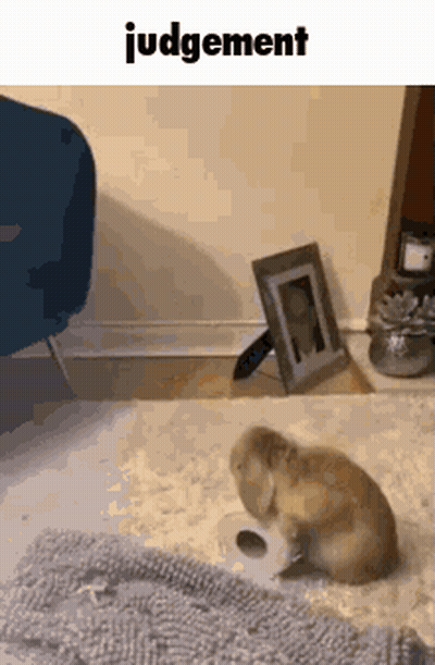 Rabbit Sitting On Floor With Toilet Paper GIF