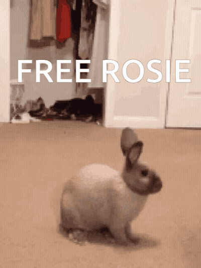 Rabbit Standing Before Free Rosie Sign GIF