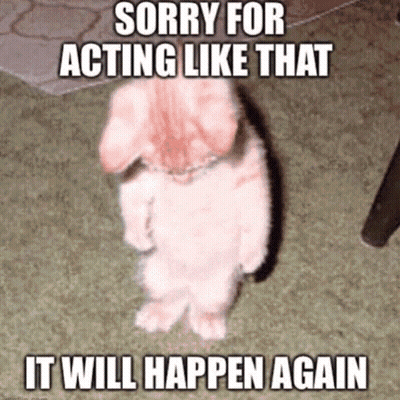 Rabbit Standing Sorry For Acting Again GIF