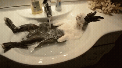 Rabbit Taking Bath In Sink GIF