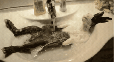 Rabbit Taking Bath In Sink With Soap GIF