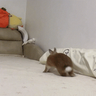 Rabbit Walking On Bed With Stuffed Animal GIF